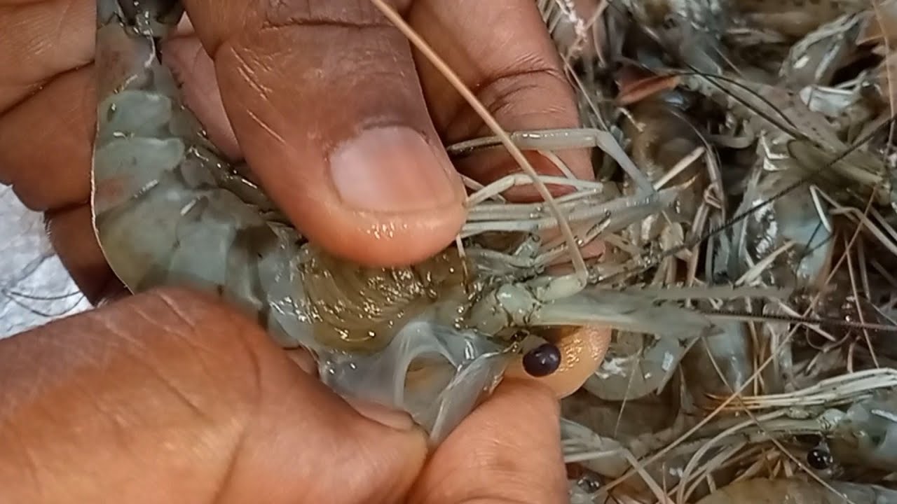 Correct way to clean prawns/How to clean prawns?/Jhinga Machhali saaf karne ka tarika