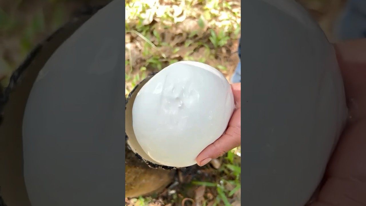 Extracting natural rubber from the rubber tree 🌳 #rubber #natunaturally#organic #nature
