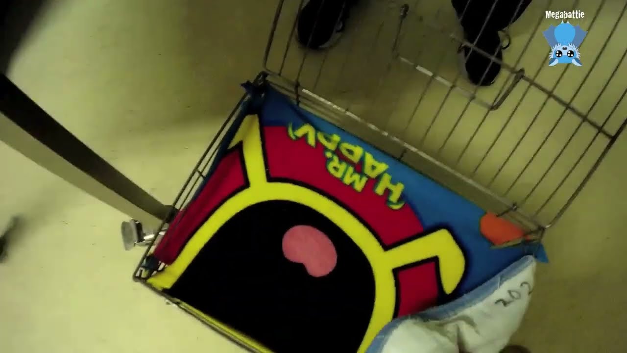 Rescuing a flying-fox dropped off to a vet:  this is Jillie