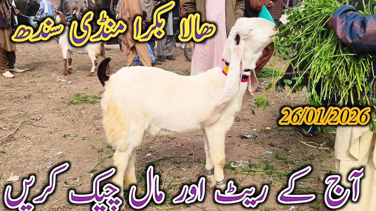 Hala Bakra Mandi | Today update | Mix Goat breed | Normal Reat | date 26/01/2026