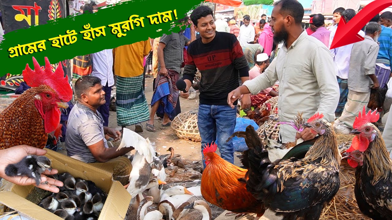 হাটে পিওর দেশাল হাঁস মুরগি কেমন দামে বিক্রি হচ্ছে ? কালামপুর হাঁস মুরগির হাট || কৃষি ঘর