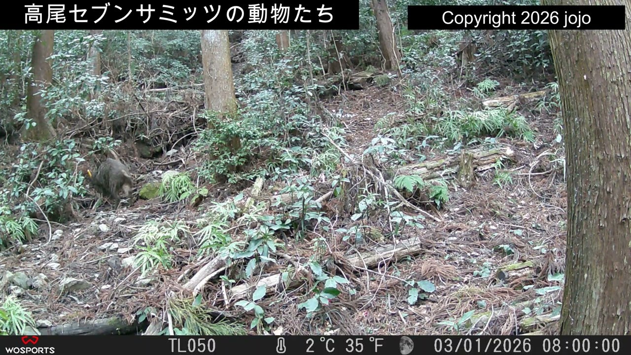 【2026年3月2日】イノシシ
