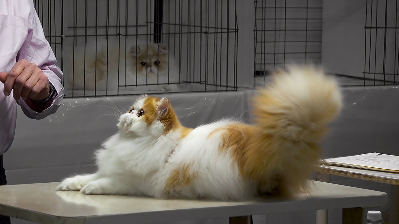 CFA International Cat Show 2017 - BiColor Persian kittens - set 4