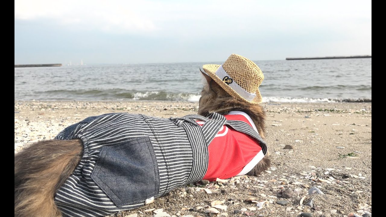 Cat Osamu go see the ocean おさむと海