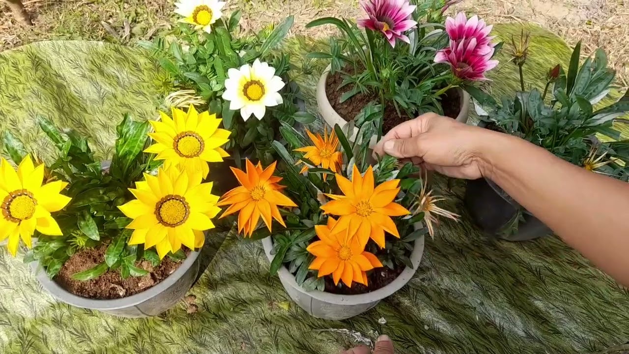 Kumno ban Sumar bad lum symbai ia ki syntiew Gazania. ........#gazania flowers