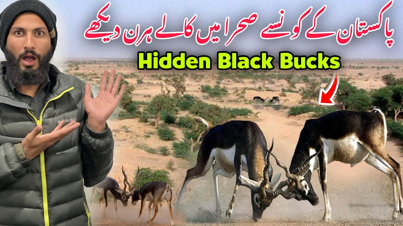 😱Hidden Black Bucks Spotted in Desert | You Won’t Believe This 🇵🇰