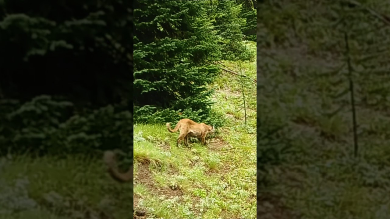 Another good sized Mt. lion heading to its resting spot for the day. 