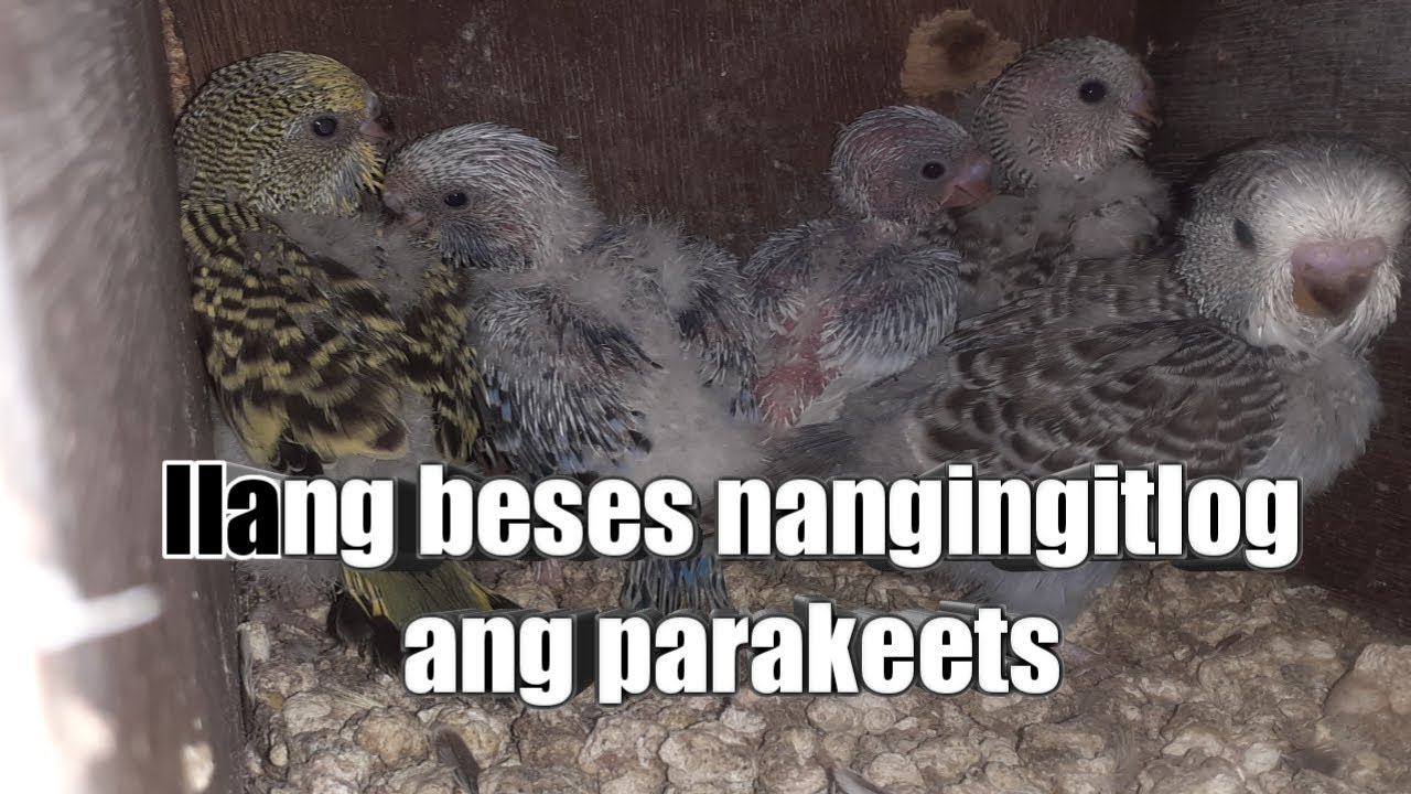 Ilang beses nangingitlog ang parakeets