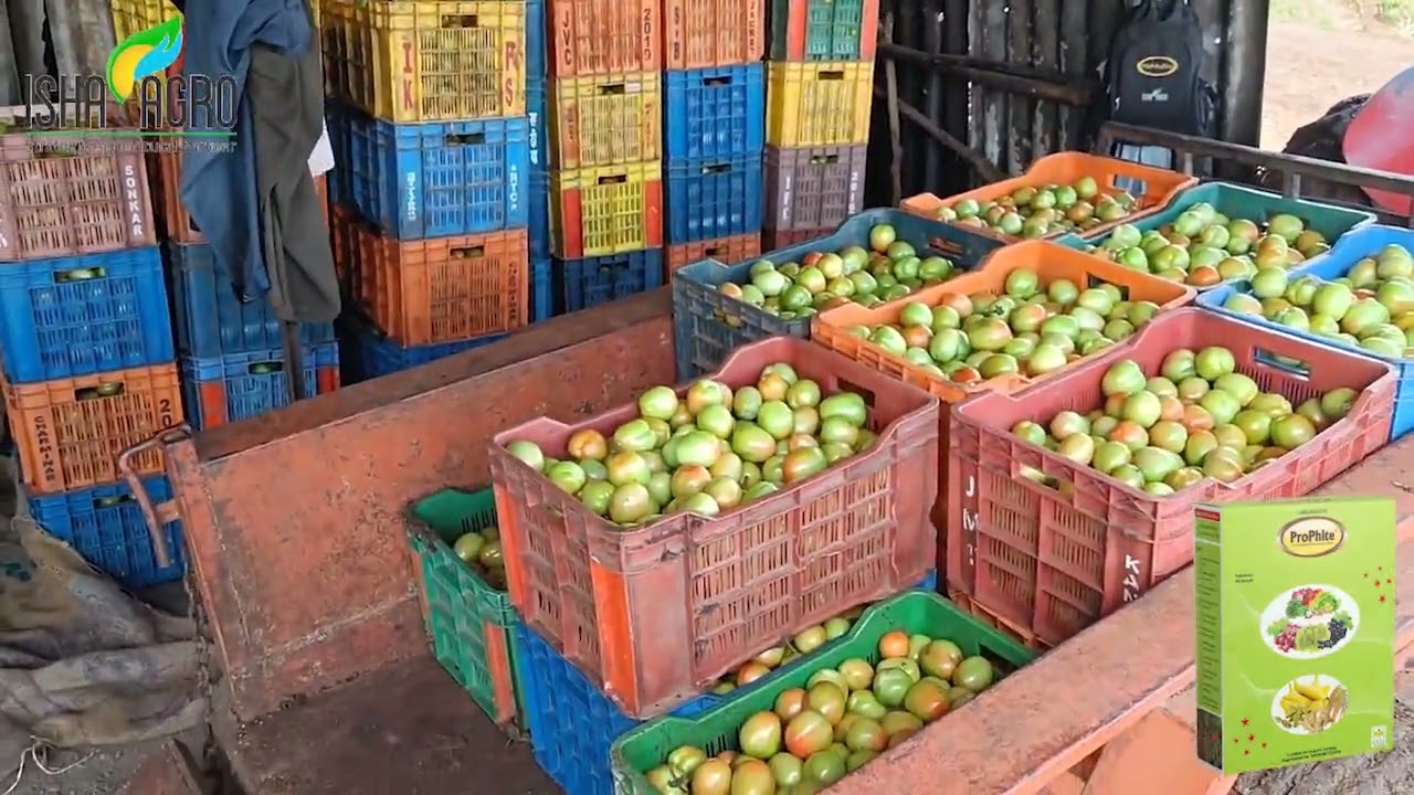 टमाटर (Tomato)  फसल के लिए प्रोफाईट(ProPhite ) वरदान है |