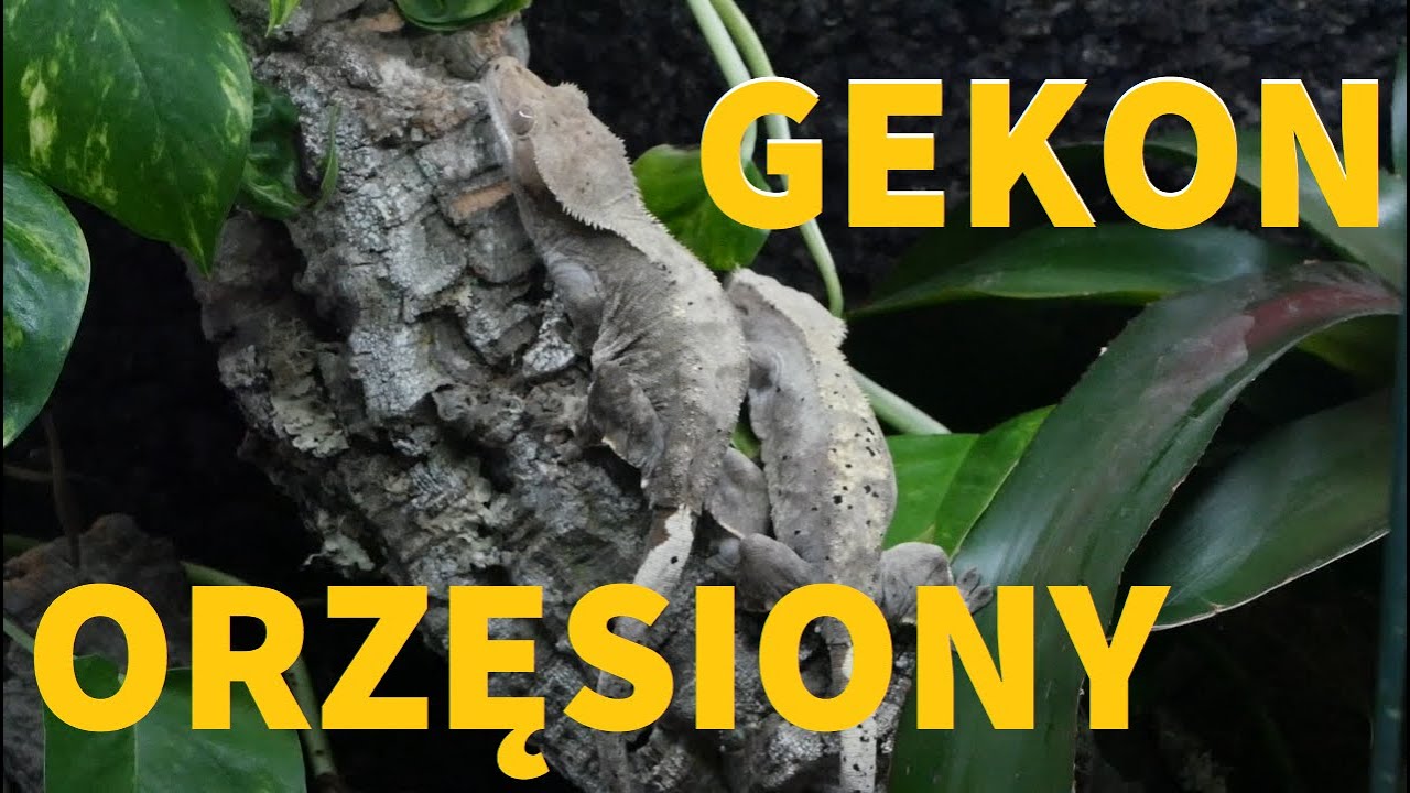 Gekon orzęsiony (Correlophus ciliatus) - Terrarium
