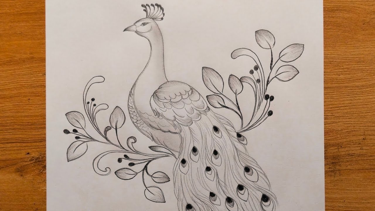 Beautiful peacock drawing| step by step peacock drawing tutorial 
