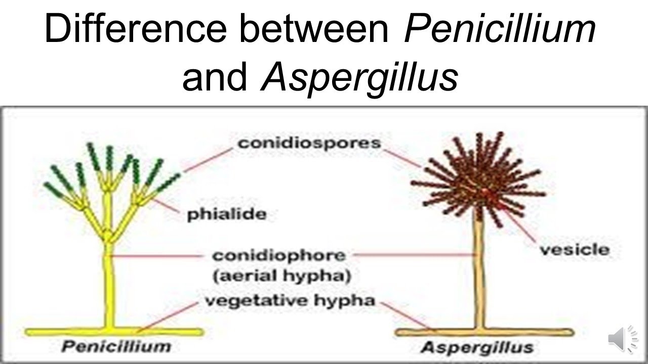 DIFFERENCE BETWEEN PENICILLIUM AND ASPERGILUS
