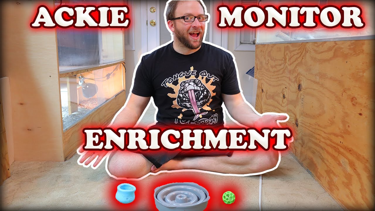 Ackie Monitor Enrichment Ideas!