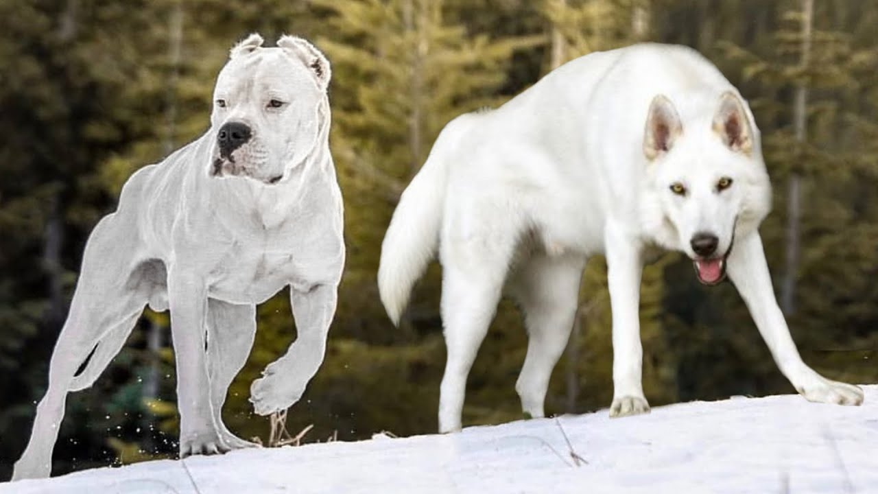 These Are 10 Whitest Dog Breeds Ever