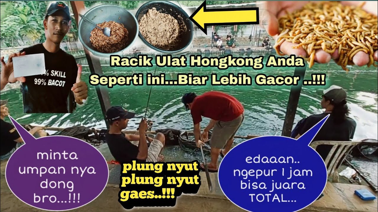 TETANGGA SAMPAI MINTA UMPAN SAYA GARA GARA NARIK TERUS..!!! NEW RACIKAN ULAT HONGKONG MATADOR..!!!