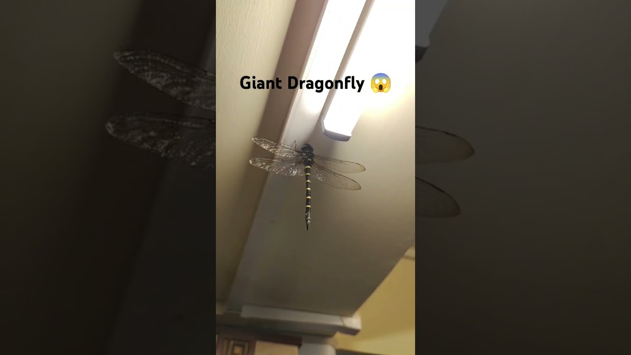 Giant Dragonfly at Darjeeling 😱😱 ☠️#meganeura#rare#insects #giantdragonfly#dragonfly   #darjeeling