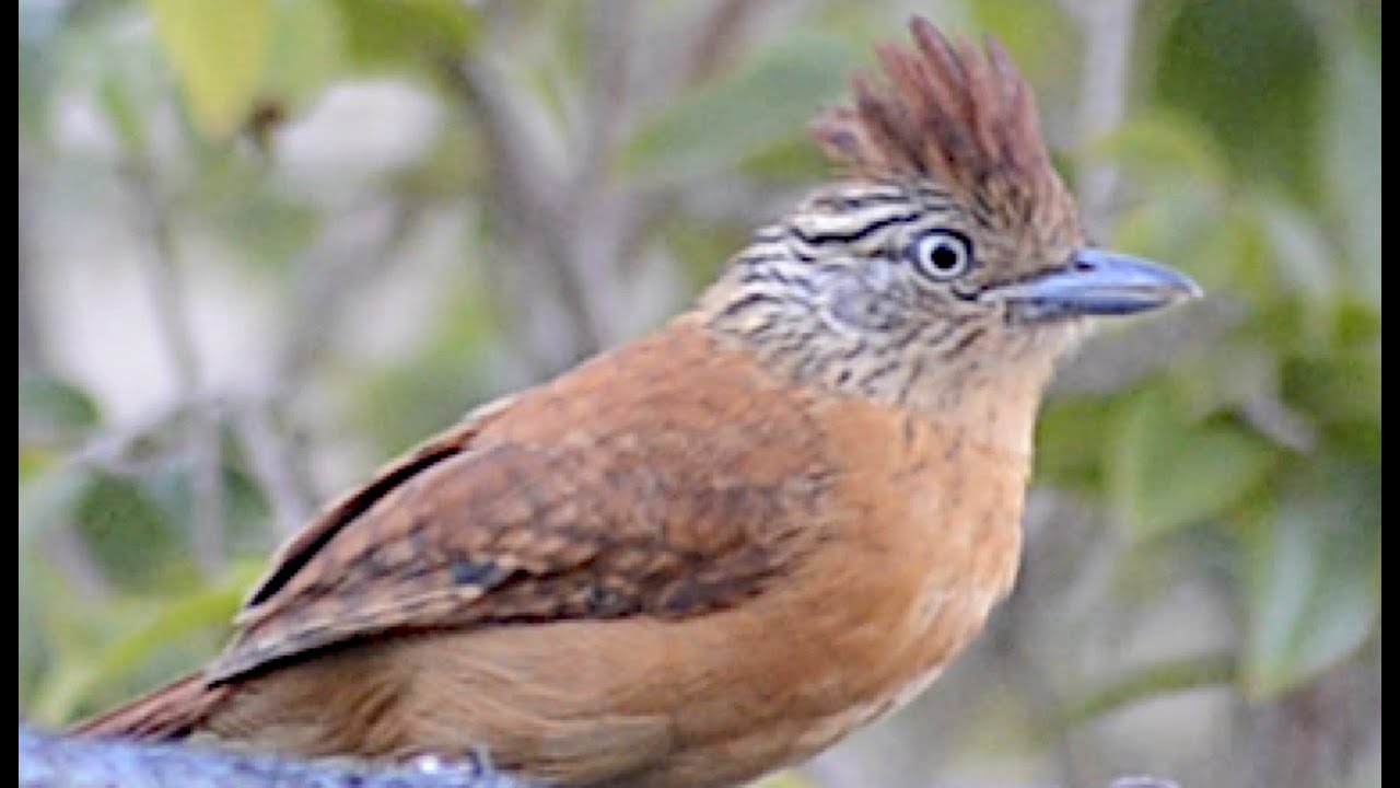 Pássaro Choca-Barrada. Barred antshrike bird at the feeder. Thamnophilus doliatus.