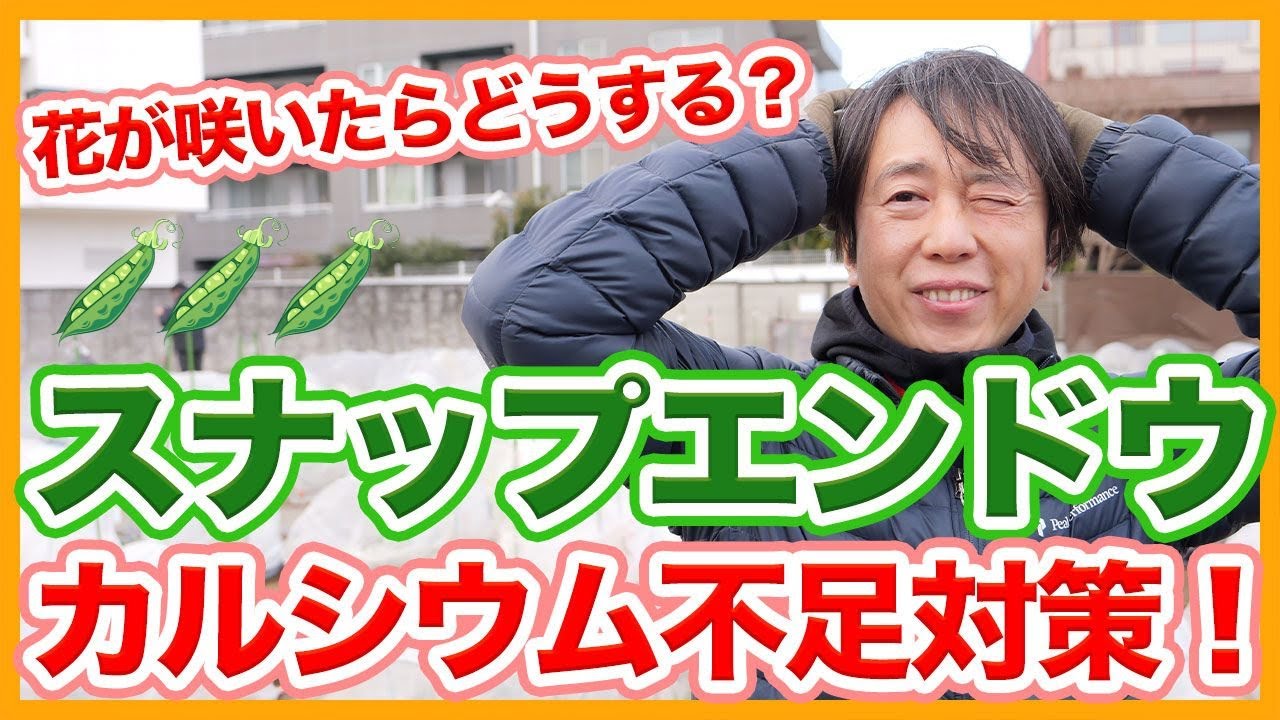家庭菜園や農園のスナップエンドウ栽培でカルシウム不足や花が咲いた時の対策！/Tips for countermeasures against growth disorders of snap peas