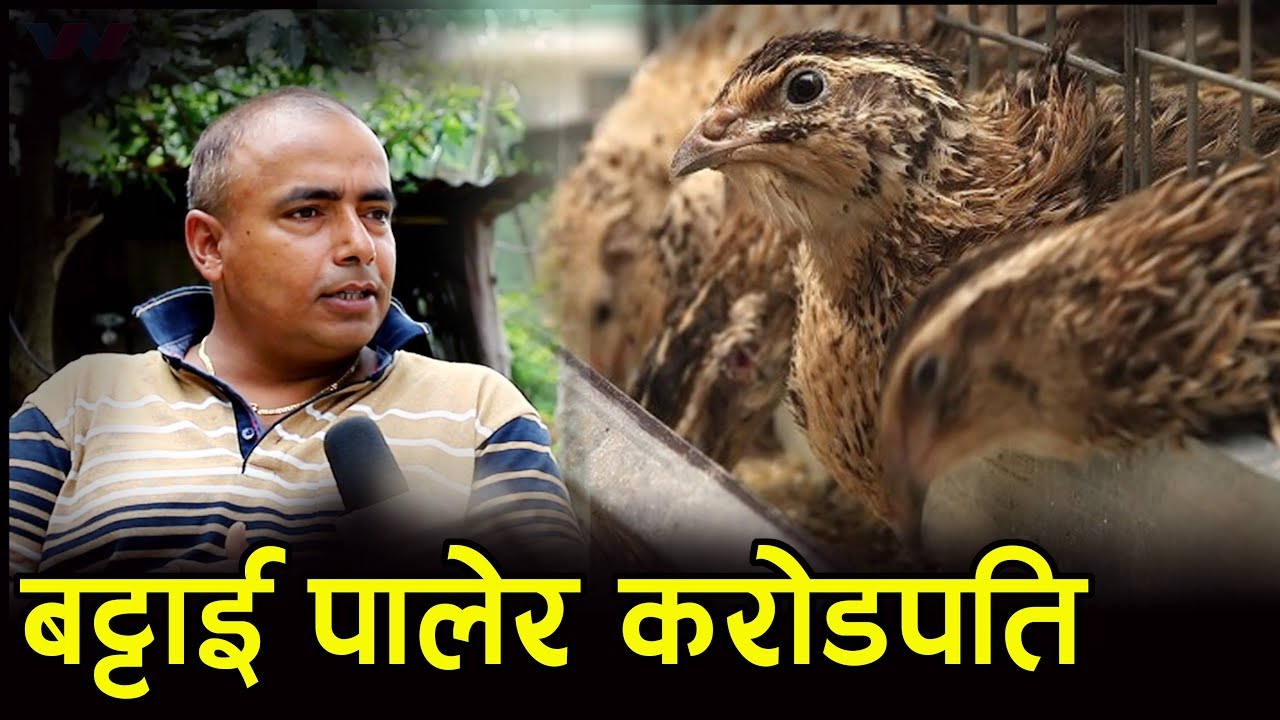 बट्टाई पालनबाट लोभलाग्दो कमाई  || Quail Farm || Quail Farming in Nepal