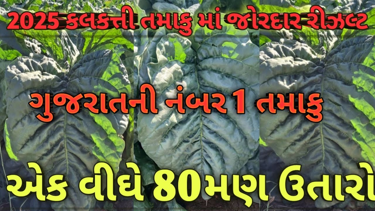 2025 ન્યૂ ટેકનિક પદ્ધતિ તમાકુની ખેતીમાં અપનાવો||ગુજરાત માં નંબર 1કલકત્તી તમાકુની ખેતી||મો.8160466316