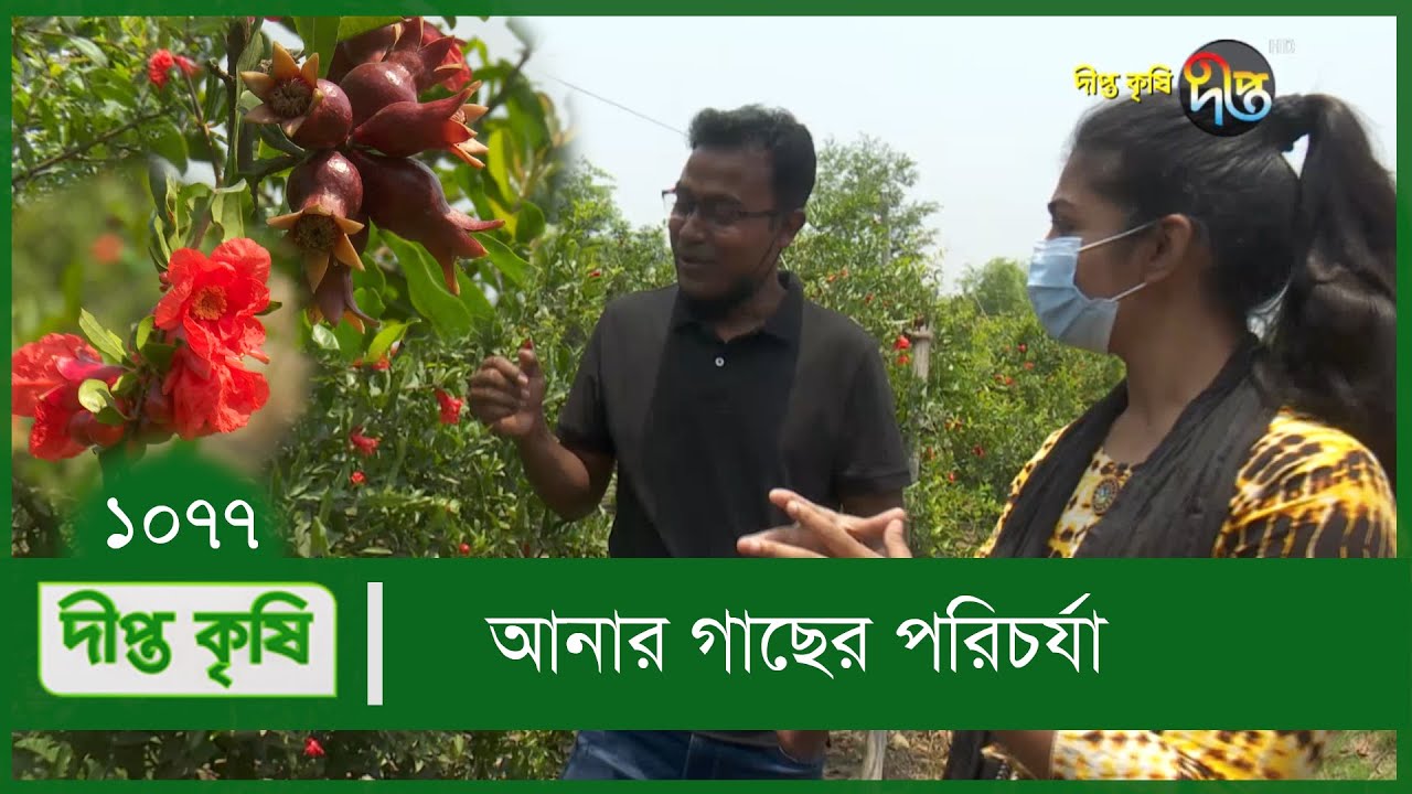 Deepto Krishi/দীপ্ত কৃষি-  এ কয়েকটি বিষয় জানলে আনার গাছের পরিচর্যা যে কেউ করতে পারবে | 1077