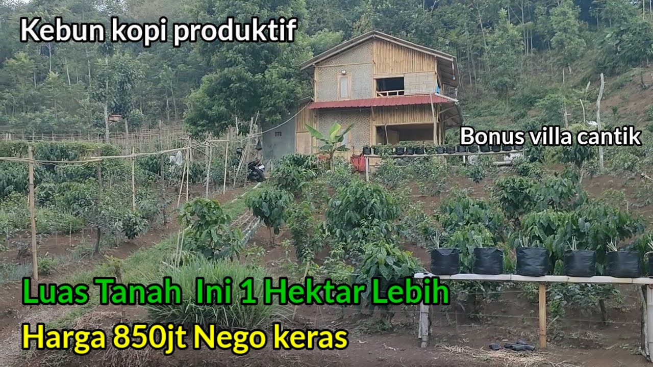 Murah banget Luas1Hekter lebih Di tawarkan 850jt nego Kebun kopi Dan villa