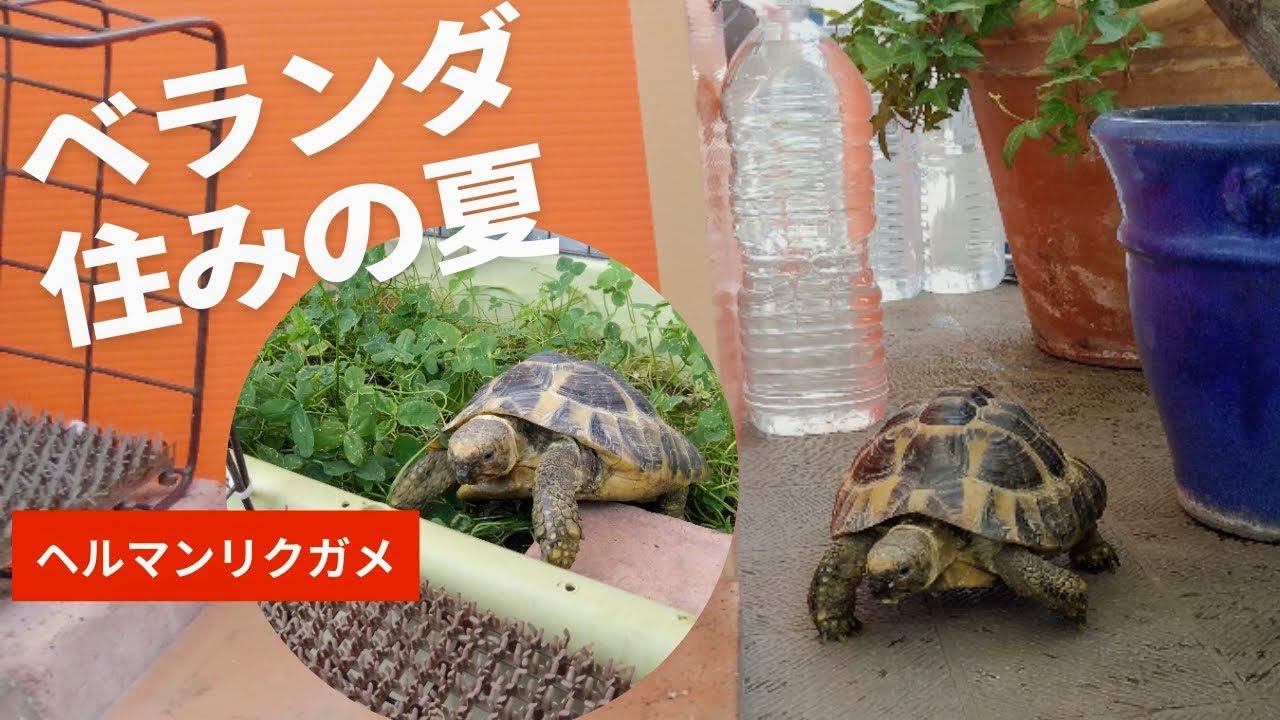 リクガメ ( ヘルマンリクガメ ) ベランダ 放し飼い の夏になりました【2022 tortoise 3】
