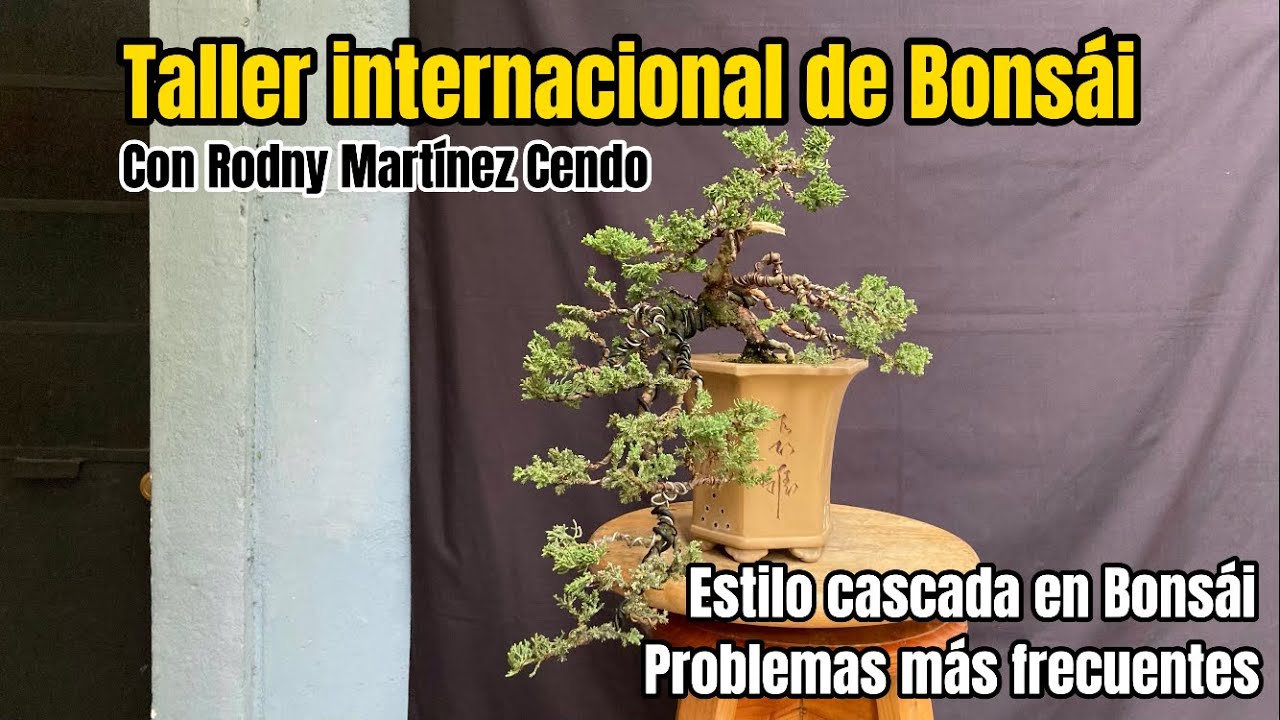 Estilo Cascada en el Bonsái