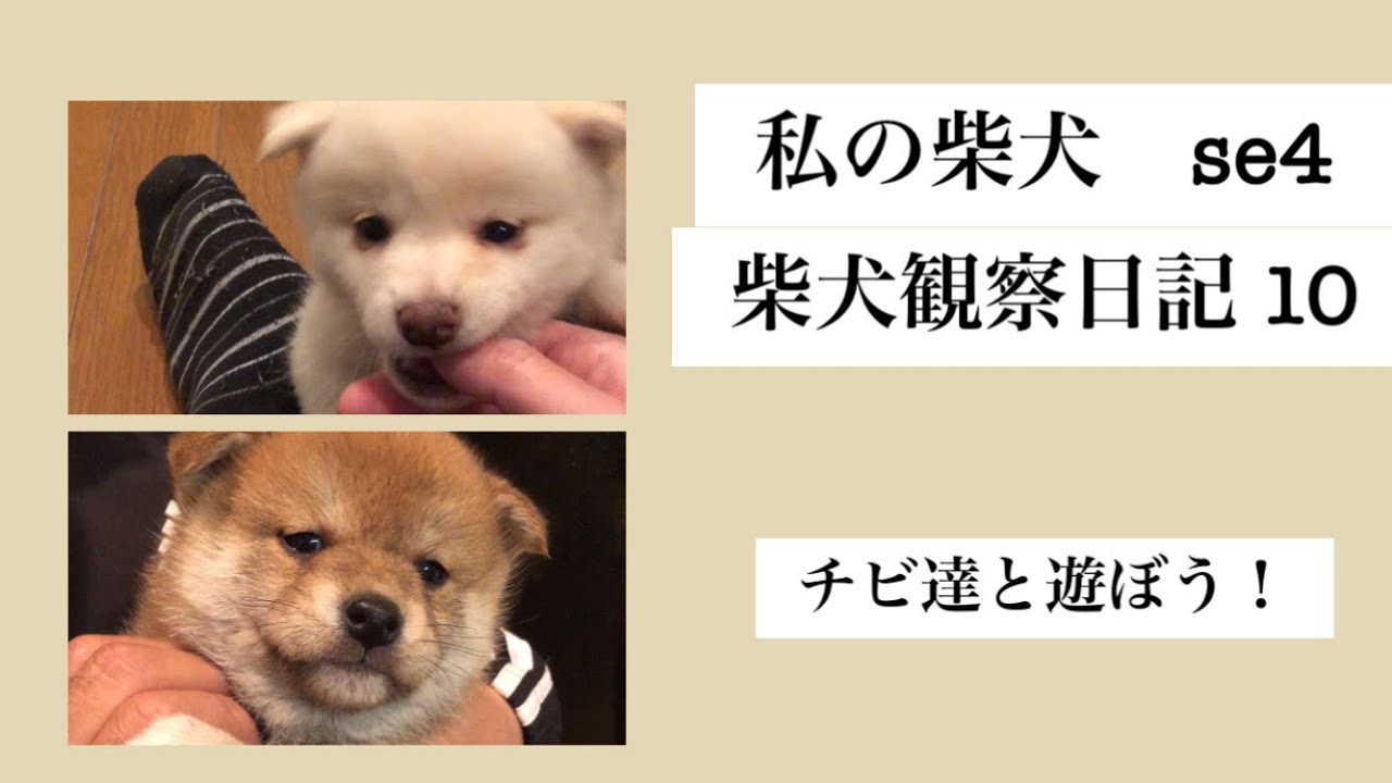 私の柴犬 se4 柴犬 柴犬観察日記 10 チビ達と遊ぼう！