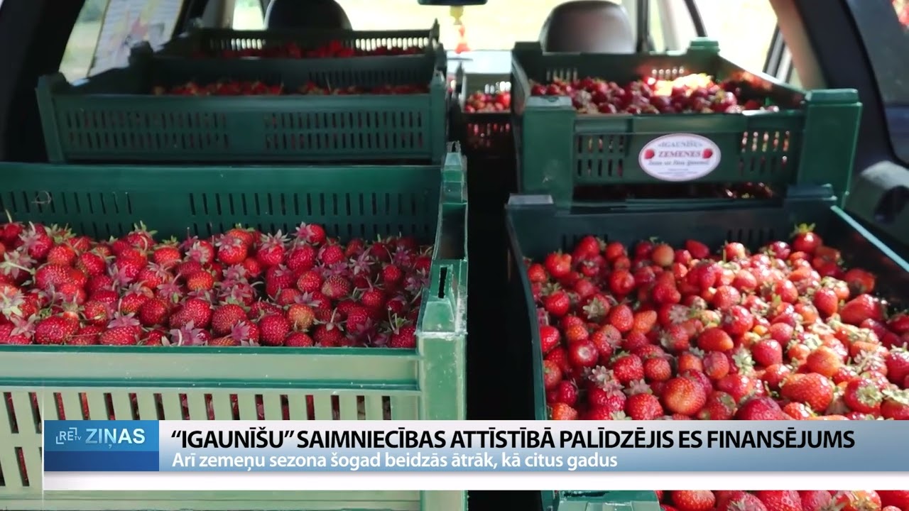 ReTV: Zemeņu audzēšana ir smags darbs
