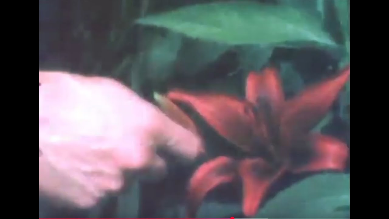 wavepool - blue moon (Official Video)