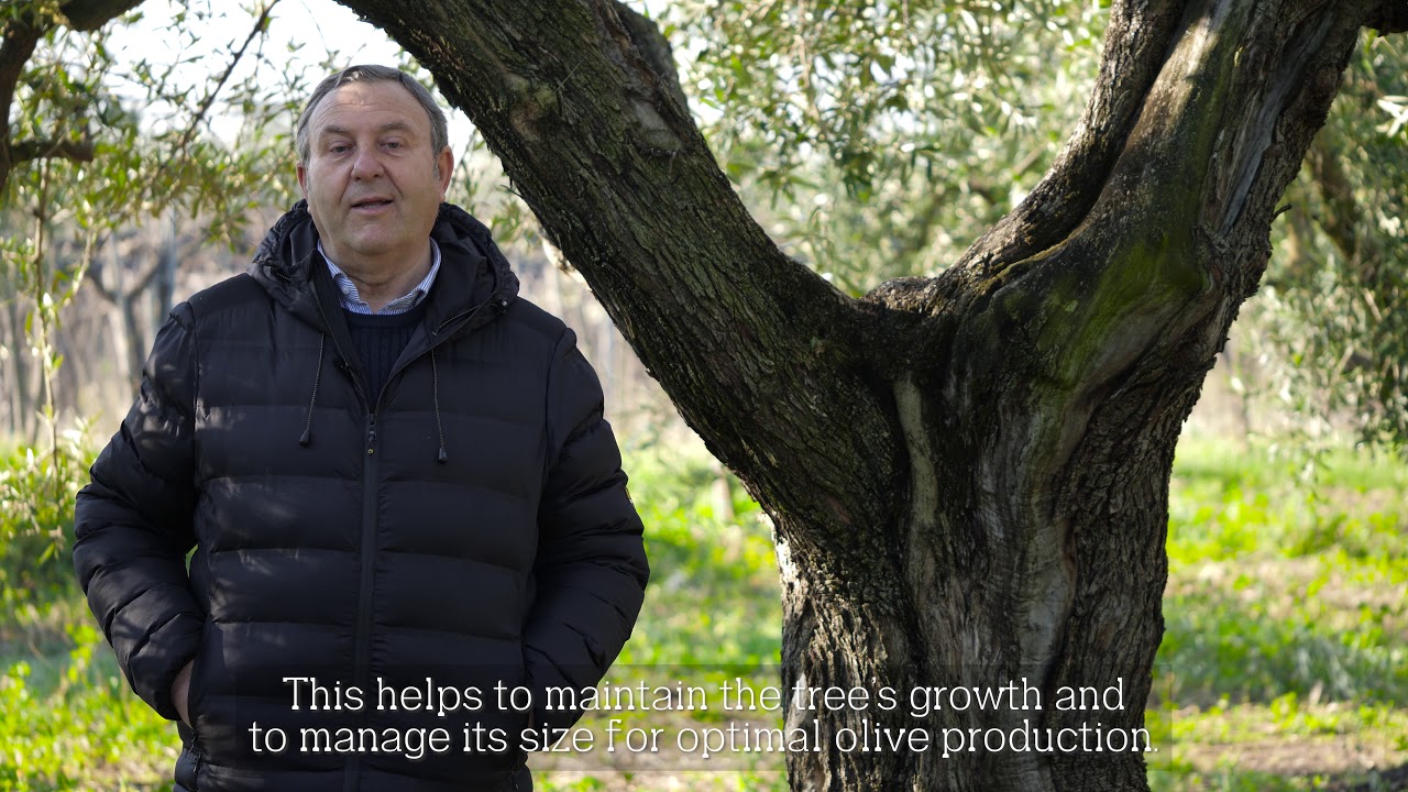 Frantoio Vallarella - La Potatura spiegata dall'esperto Michele Vallarella
