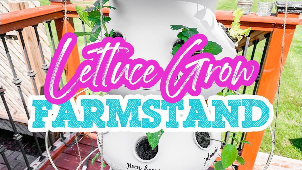 Lettuce Grow Hydroponic Garden Setup