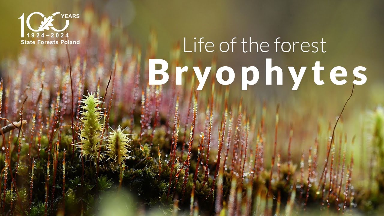 The Life of the forest. Bryophytes