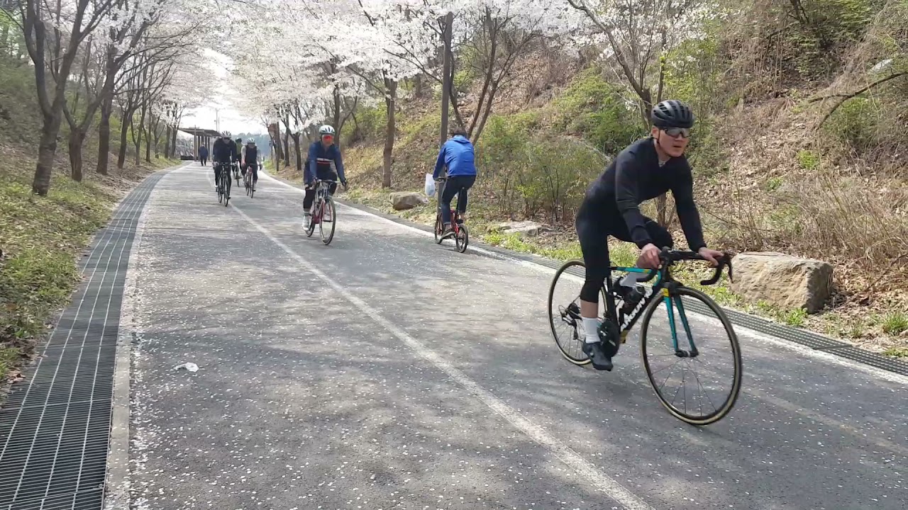 NAMI ISLAND CHERRY BLOSSOM ( GAPYEONG / PALTANG DAM)