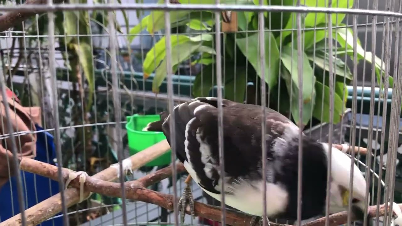 Chim Cưỡng hót mồi chim bổi