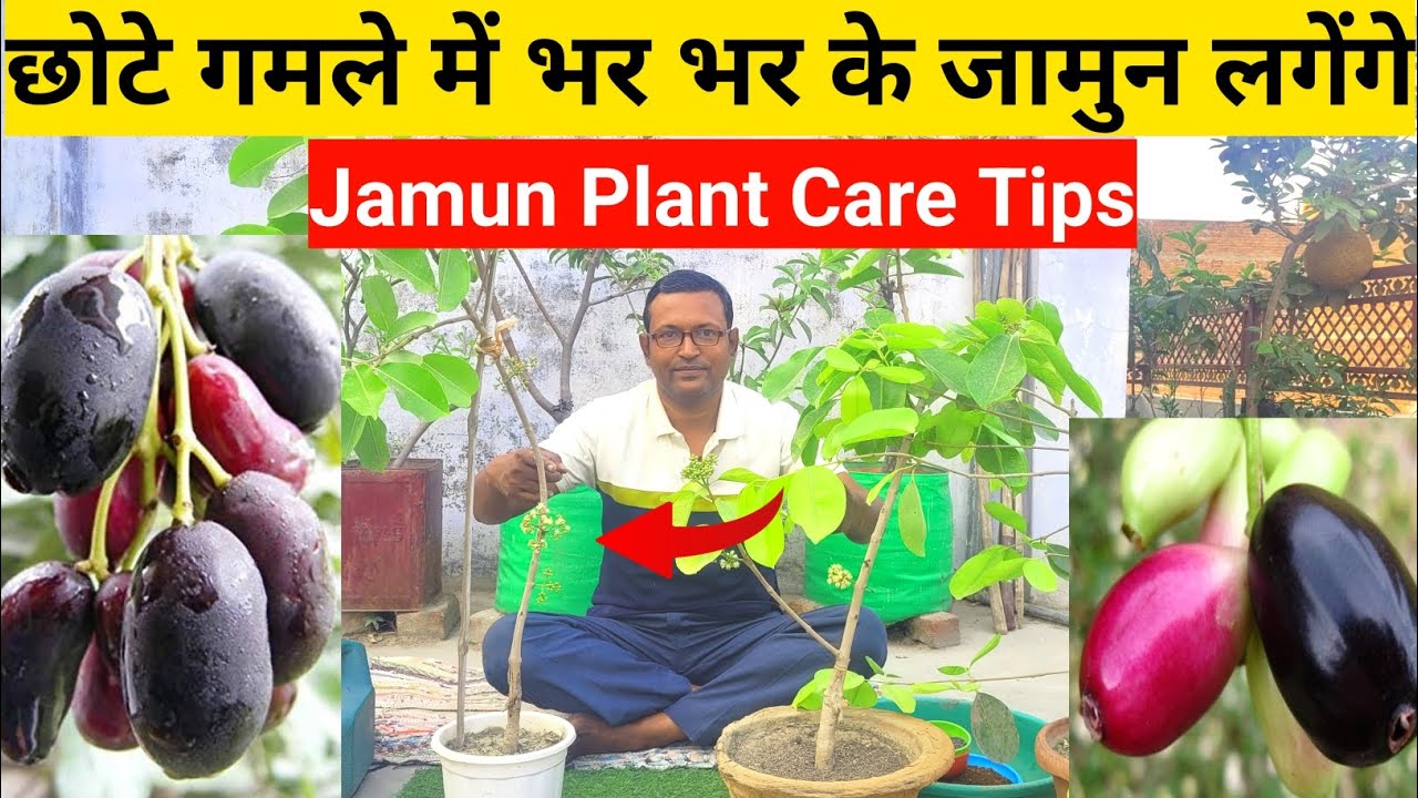 छोटे गमले में भर भर के जामुन लगेंगे | सिर्फ यह तरीका जान लीजिए | how to grow jamun plant in pot