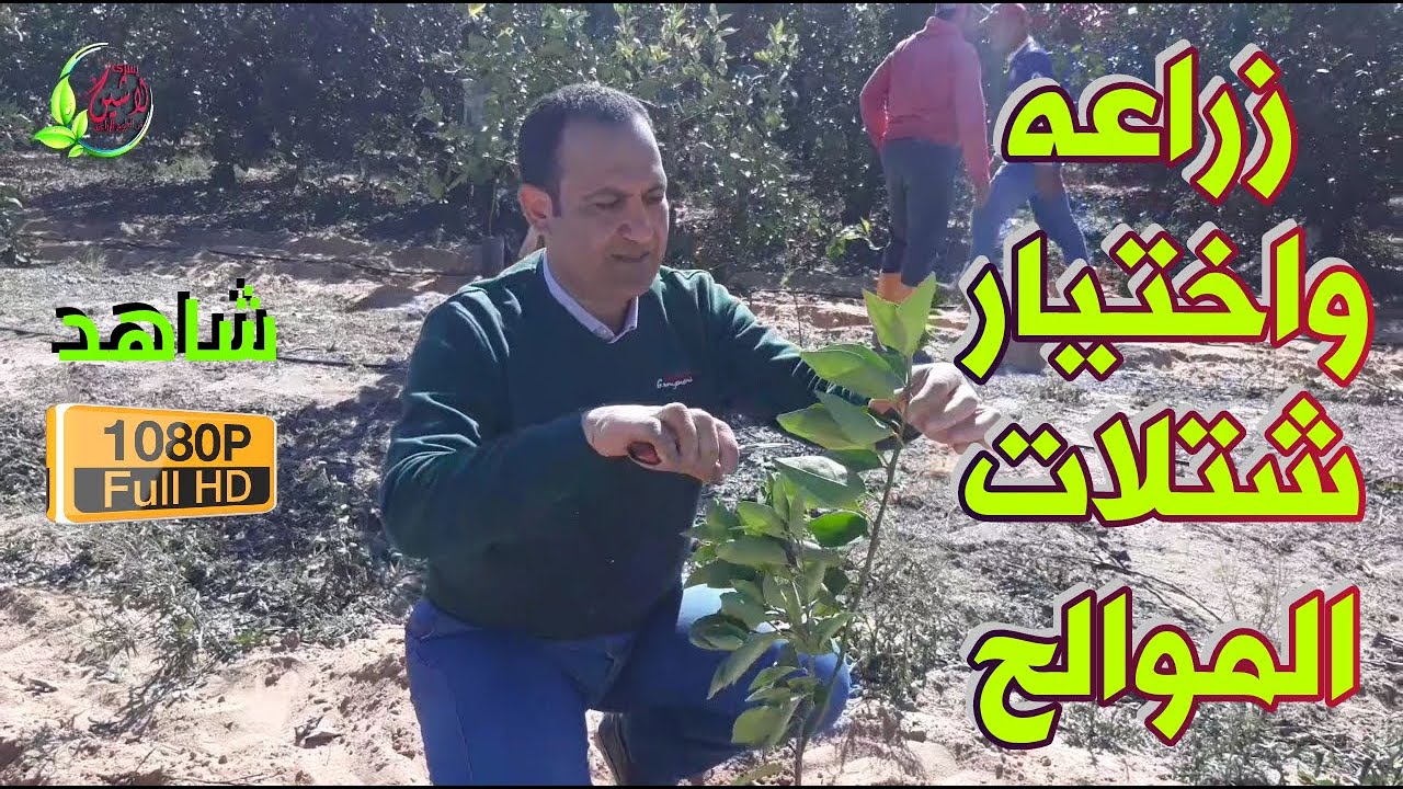 زراعه الموالح واختيار الافضل للشتلات ومفاجئه عن صنف صيفي جديد 👀
