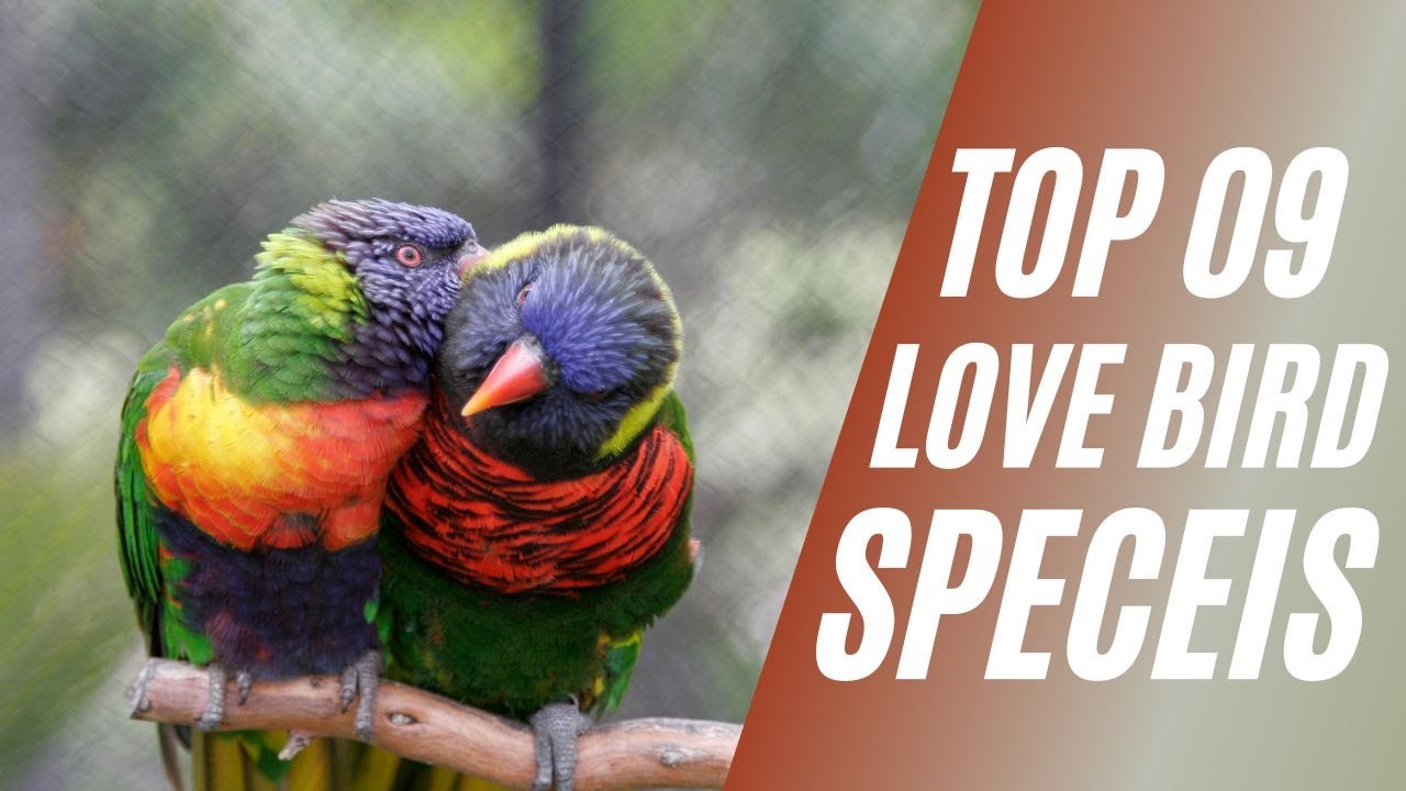 9 Lovebird Species & Colors