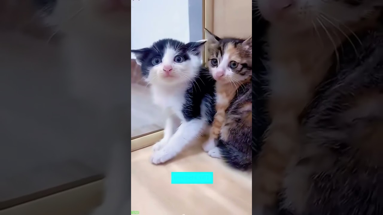 ❤️🐈 Funny cats ❤️🐈 , ❤️Funniest cats #FunAnimals  PART 816