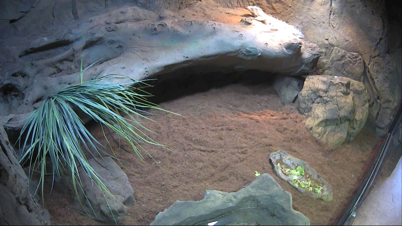 Bella the Rhino Iguana 24 hour LIVE CAM!!