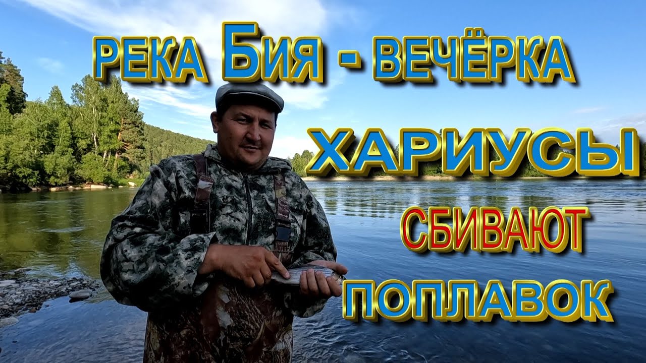 Река Бия_Вечерка _Хариусы кормятся сбивая поплавок