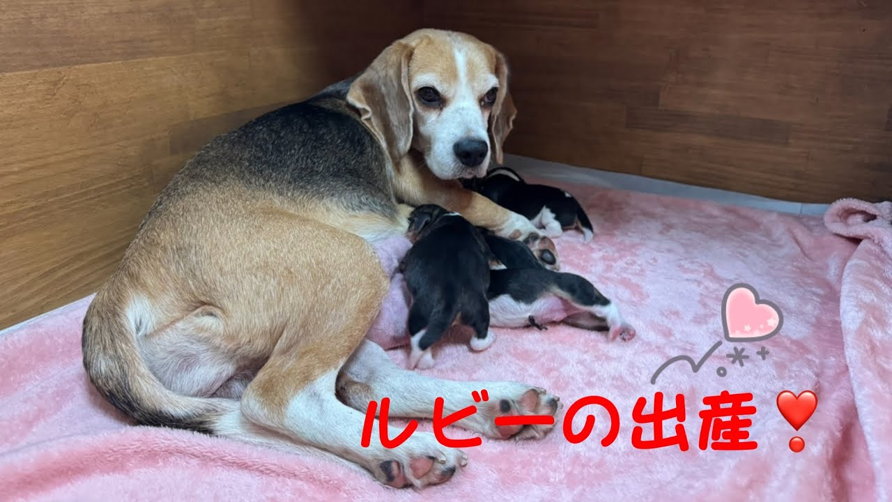 [ビーグル]はじめまして。パピーたち❣️(ルビーの出産)