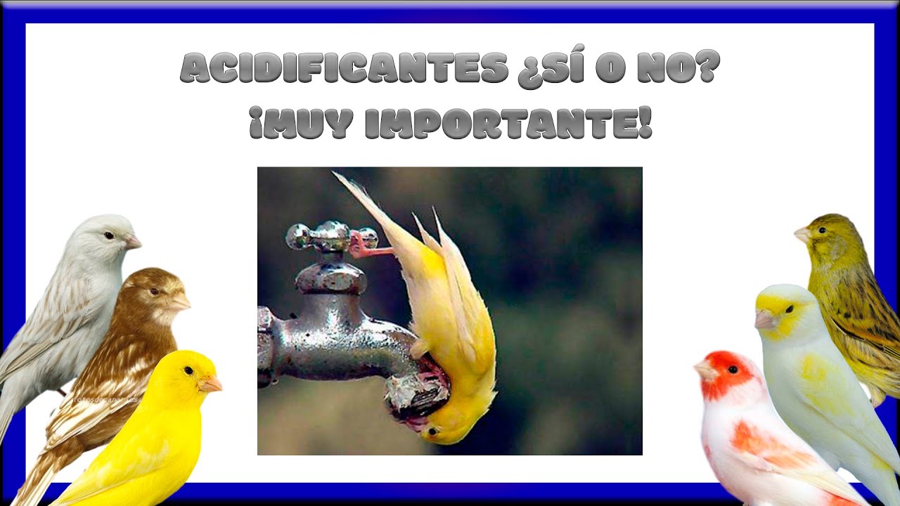 ACIDIFICANTES &iquest;S&Iacute; O NO?💯 &iexcl;MUY IMPORTANTE!🐥