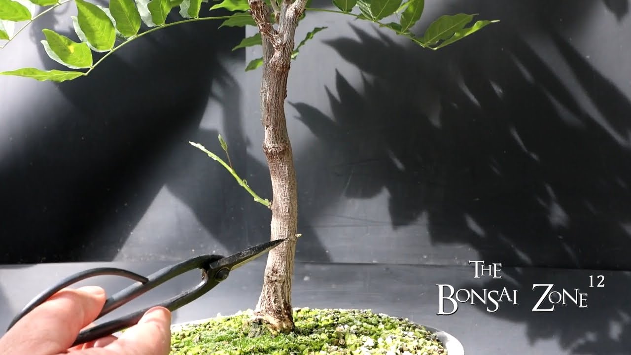 My Wisteria Plus Updates and the Community Orchard, The Bonsai Zone, June 2025