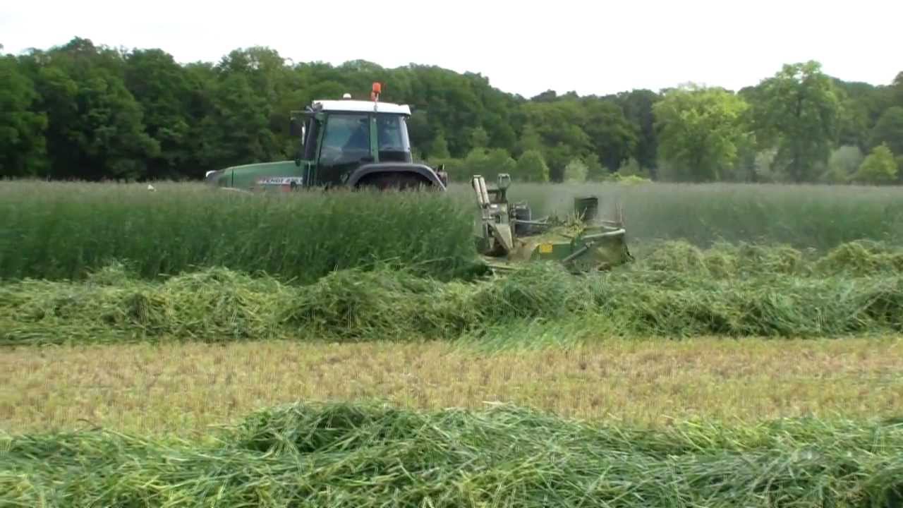 Roggen mähen, häckseln, Gülle StripTill,  Mais säen