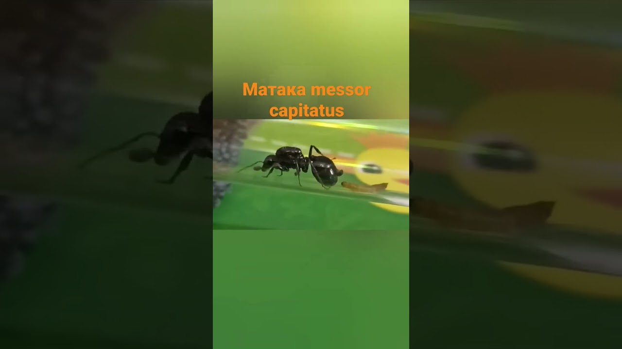 матка messor capitatus