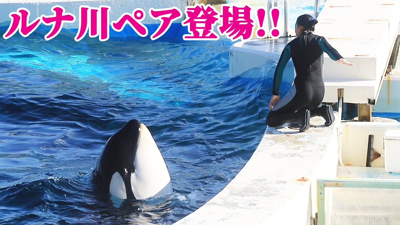 「レアなペア」ルーナとマーメード登場!! 鴨川シーワールド シャチショー KamogawaSeaWorld  orca killerwhale