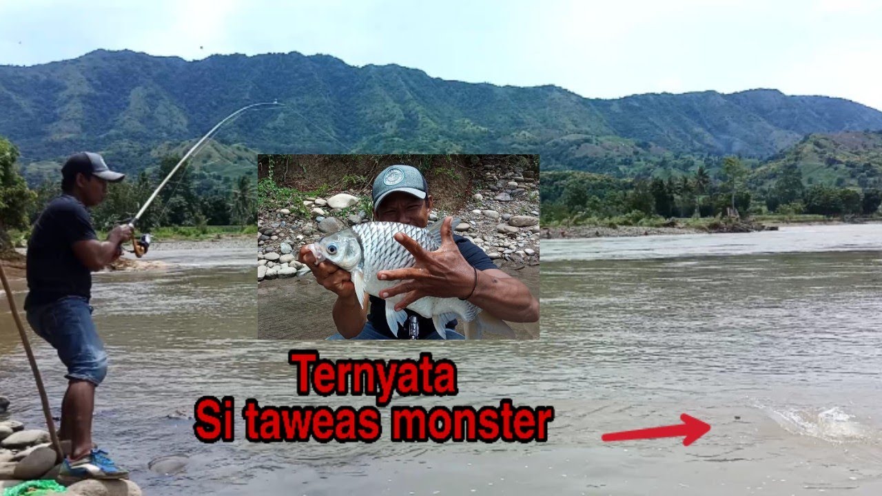 Dikira ikan kecil pas kelihata ternyata ikan tawes monster