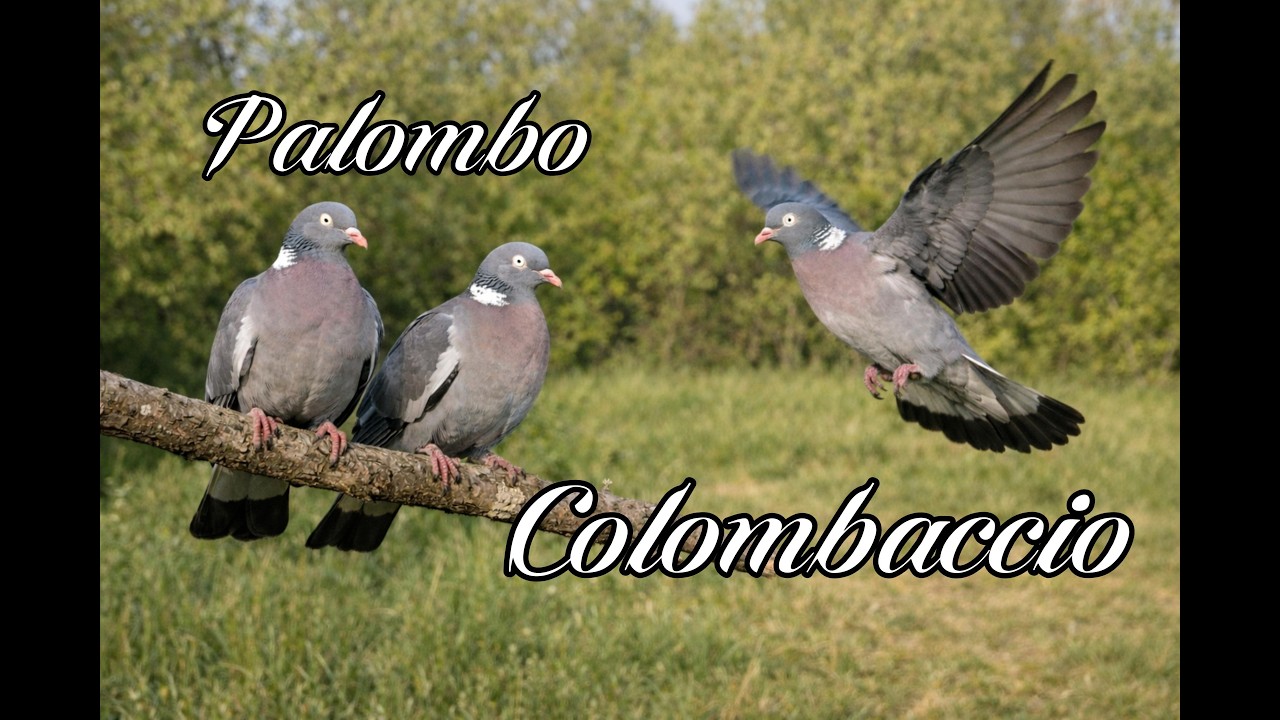 Richiamo del colombaccio, suono forte.